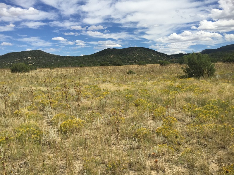 View to the east from the confluence.