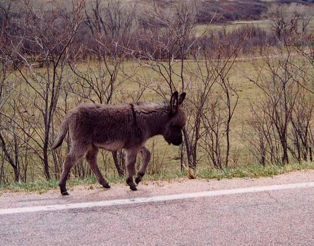 Minature Burro grazing by highway C12