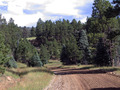 #9: Herd of elk on the road back down