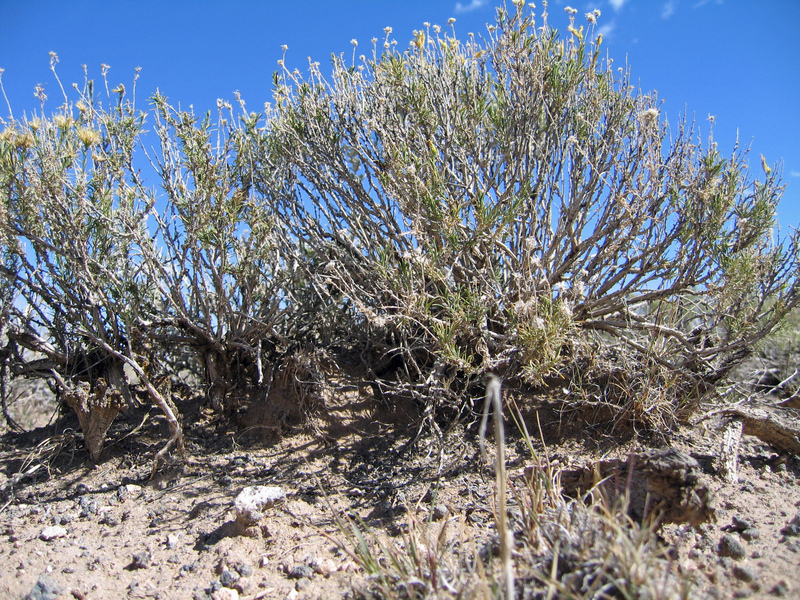 Ground Cover