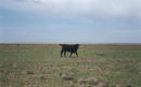 #5: The pasture boss.