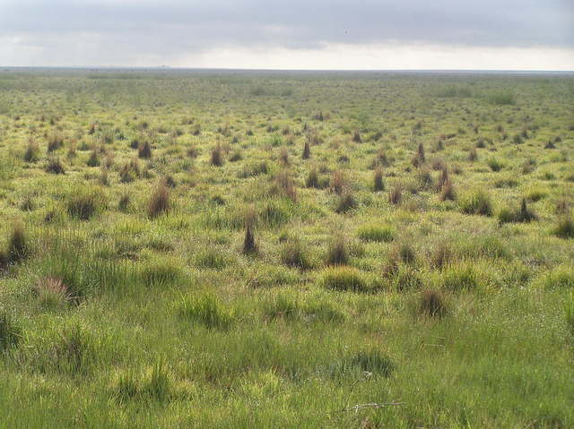 Confluence of 38 North 103 West in the wide open southeast Colorado USA rangelands, looking east toward the confluence (middle of photo).