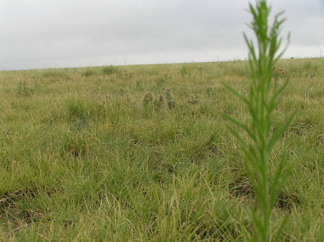 Looking northwest from the confluence.