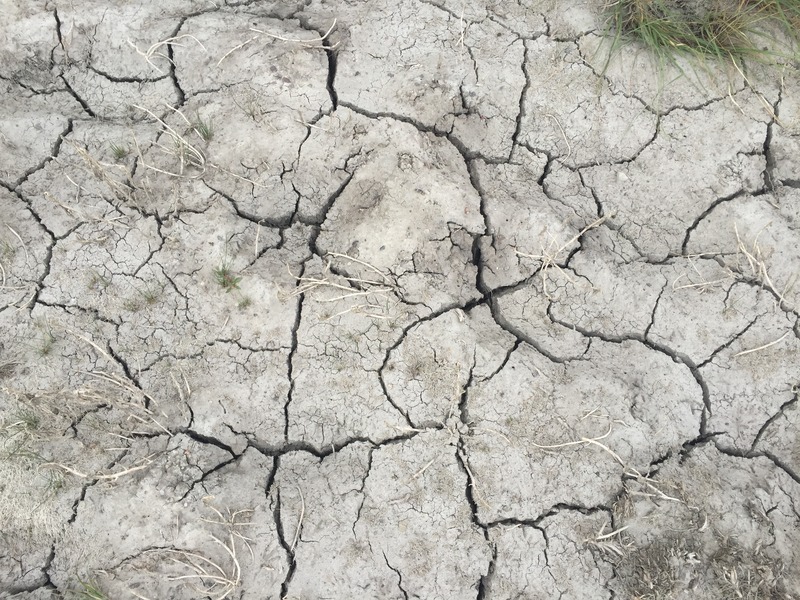 Dry ground cover at the confluence point.