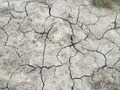 #7: Dry ground cover at the confluence point.