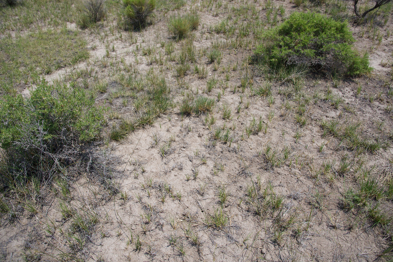 Ground cover at the confluence point