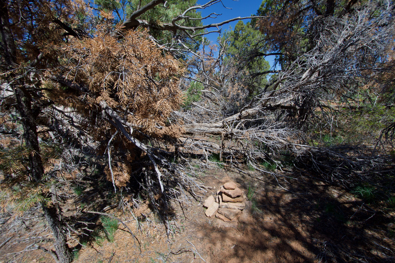 The confluence point unfortunately lies beneath a dead pine tree and is (even more unfortunately) marked by a rock cairn