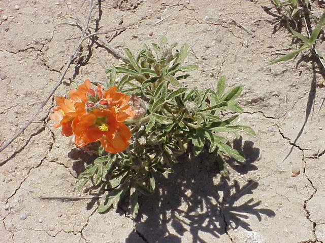 Flower on the side of the road.