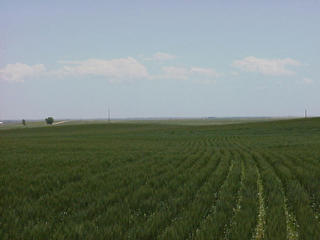 #1: View to the South.