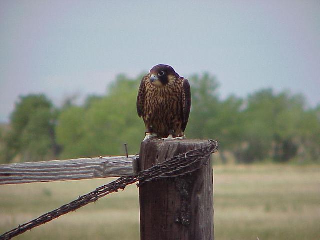 Falcon guarding the gate that proved to be the start of our foot journey.