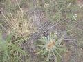 #9: Ground cover of the high plains at the confluence site.