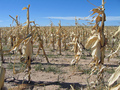 #8: Corn field passed along the way