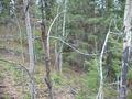 #6: View to the west from the confluence site.