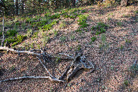 #5: Ground cover at the confluence point