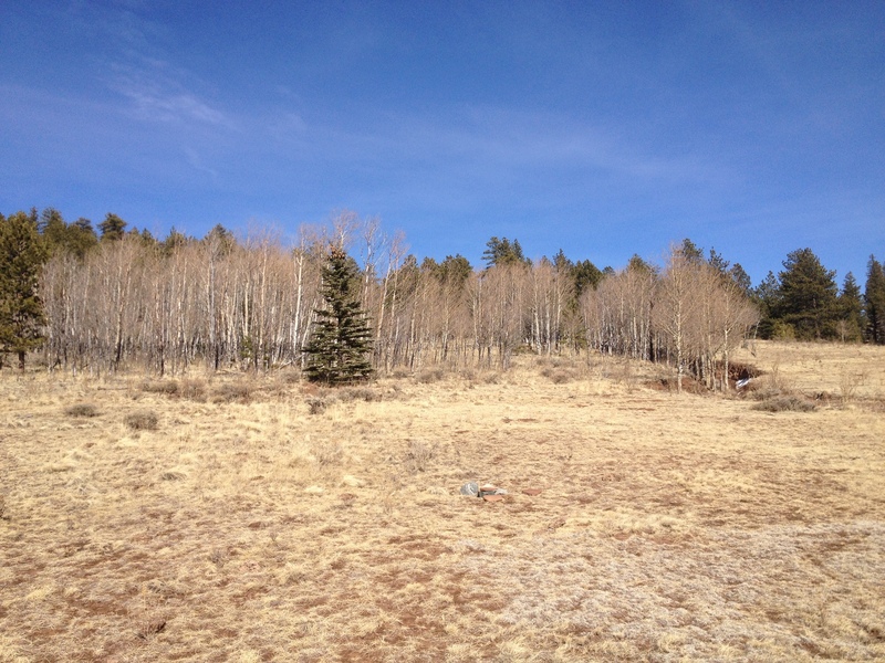 View of the site from the west