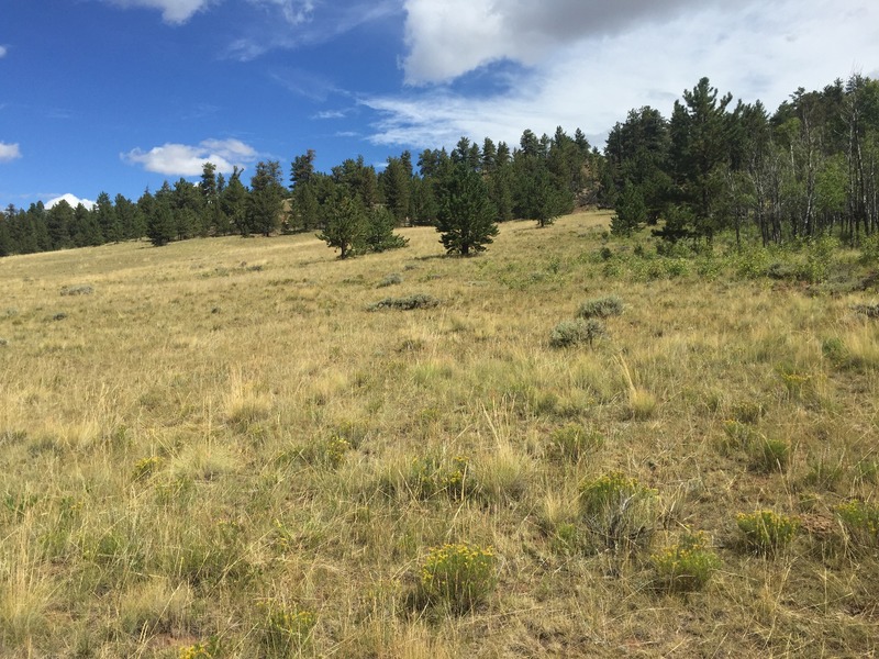 View to the north from the confluence.