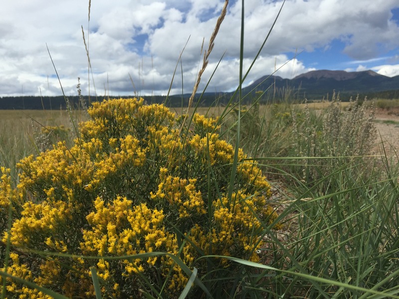 Plant near the confluence showing the beauty of the landscape here. 