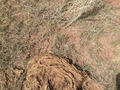 #2: Ground cover at the confluence point.