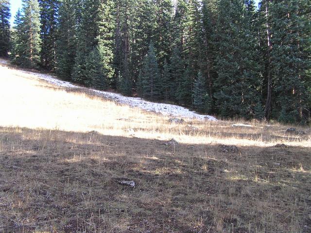 The confluence is 12 meters inside the forest at the far side of this meadow.