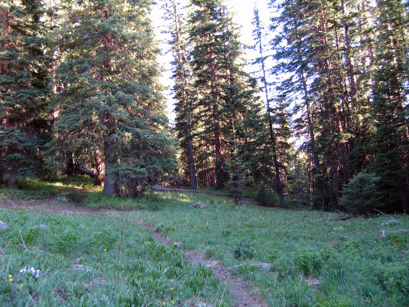 View south from clearing.  Confluence is behind the cluster of trees where two fallen trees converge at the confluence.