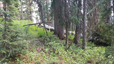 #1: View south to the confluence, just to the right of the small pine tree on the left