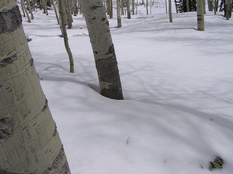 The confluence point lies within an Aspen grove - at 9800 feet elevation