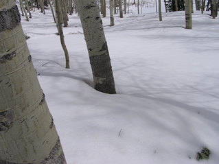 #1: The confluence point lies within an Aspen grove - at 9800 feet elevation