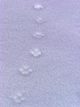 #8: Some animal tracks seen en route to the confluence point