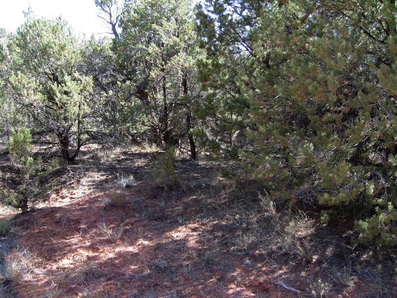 View south from clearing.