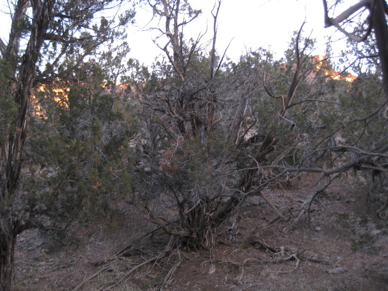 View of the confluence grove looking north and a bit upward toward the pink canyon rim behind