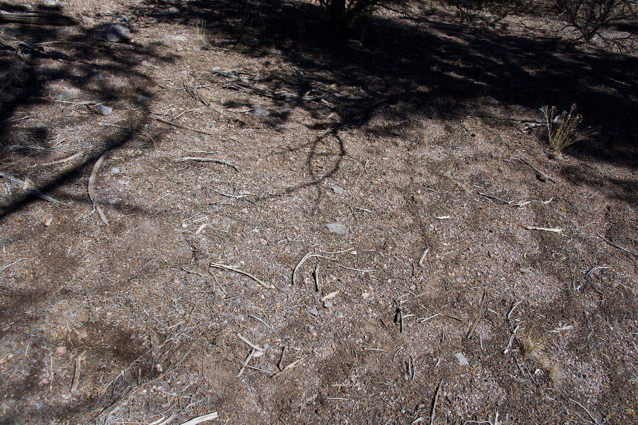 Ground cover at the confluence point
