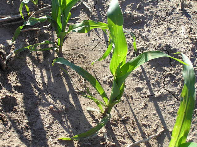 Young corn and bare soil at confluence site.