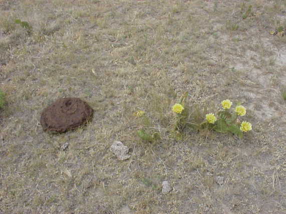 Cacti and cow patties.