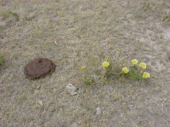 Cacti and cow patties.