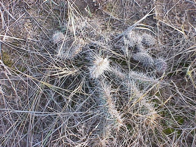 Ground cover at the confluence site on the Great Plains.