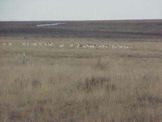 #1: View to the northeast from the confluence, showing antelope.