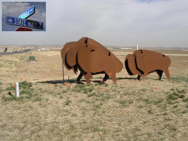 Return of the buffalo to the plains east of Boulder - corner of Highway 7 and Sheridan Parkway