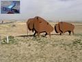 #7: Return of the buffalo to the plains east of Boulder - corner of Highway 7 and Sheridan Parkway