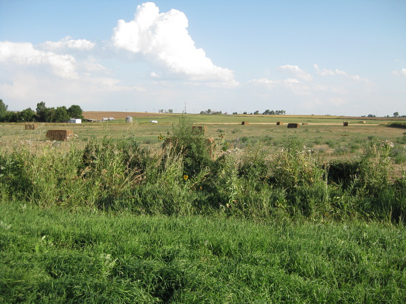 View of the field.