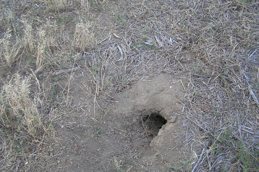 Prairie dog tunnel:  Groundcover at the confluence point.