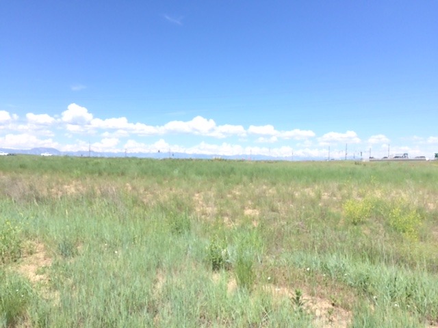 Looking west in the field. 