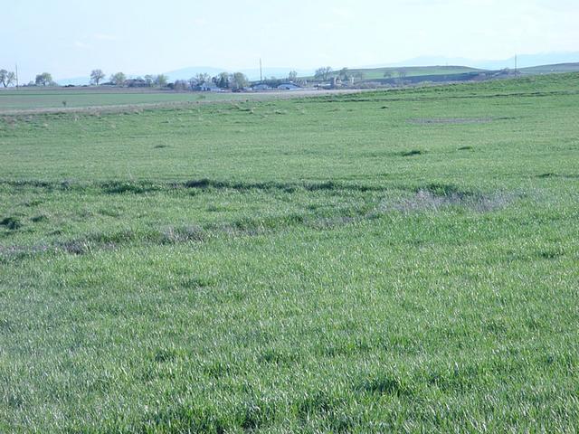 Flat farmland, with mountains in the background.