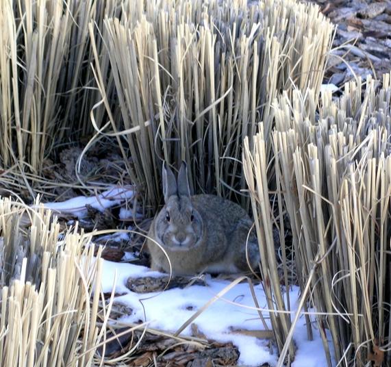 Angry Rabbit