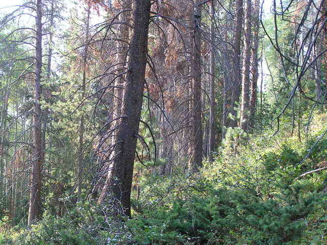 View to the south from the confluence.