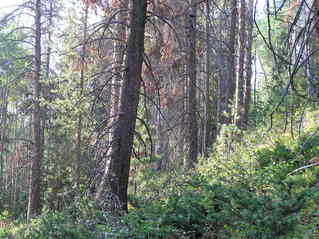 #1: View to the south from the confluence.