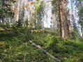 #2: View upslope from the confluence, looking to the west.