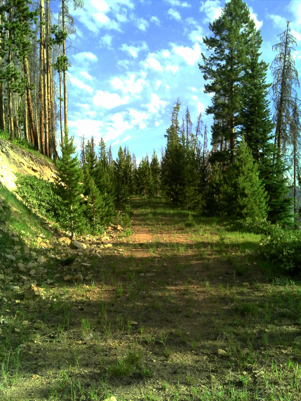 Logging road enroute to confluence