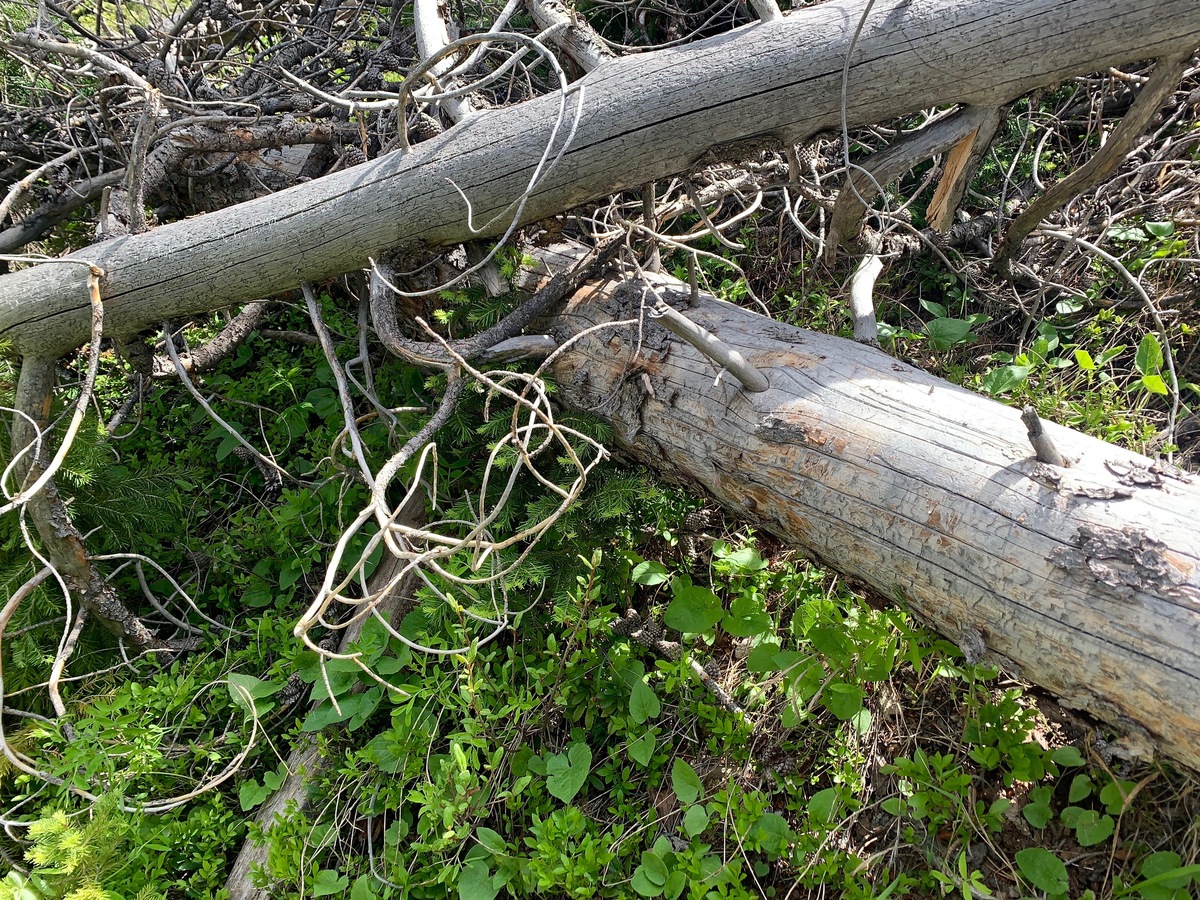 Ground cover at the confluence point