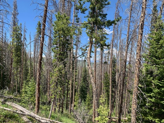 #1: The confluence point lies a Northeast-facing slope within a pine forest - with several apparently dead or dying trees.  (This is also a view to the North.)