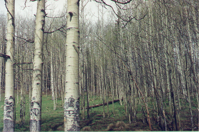 View to the west from the confluence